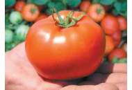 Бобкат F1 - томат детерминантный, 1000 семян, Syngenta (Сингента), Голландия фото, цена